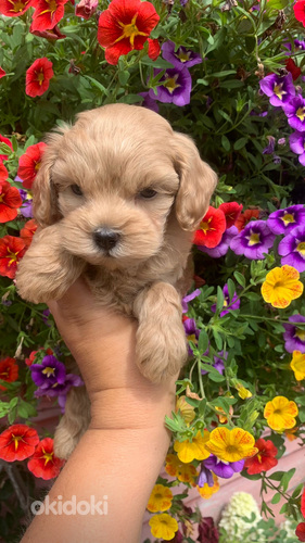 Maltipoo ja toy puudel f1 ja f2 täna Tallinnas Tallinn, Koerad