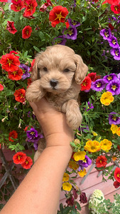 Maltipoo ja toy puudel f1 ja f2 täna Tallinnas (2 foto / 10)