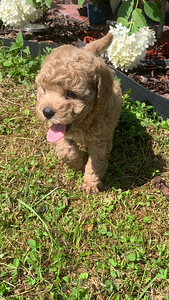 Maltipoo toy puudel (9 foto / 10)