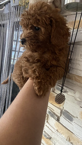 Maltipoo toy pudel (8 foto / 10)
