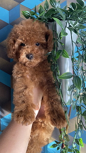 Maltipooo Toy pudel (4 foto / 10)