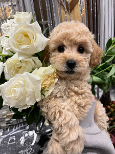 Мальт ру Maltipoo (2 фото из 7)