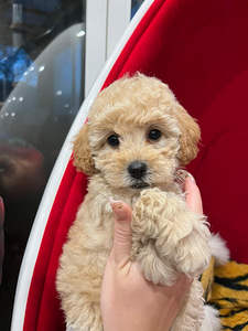 Мальт ру Maltipoo (7 фото из 7)