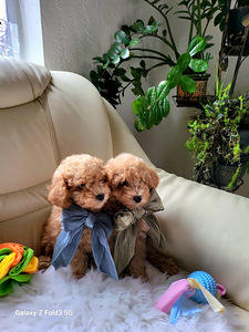 Maltipoo tüdrukud (6 foto / 10)
