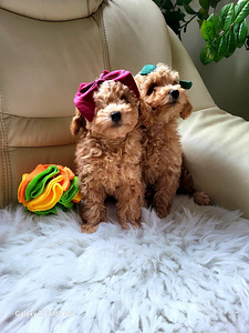Maltipoo tüdrukud (9 foto / 10)