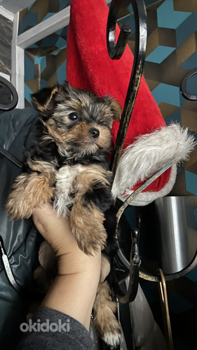 Filhotes Yorkshire Yorkshire Toy Olx Йоркширский терьер Pärnu