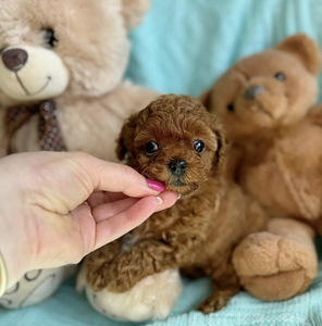 Мальтипу (3 фото из 6)