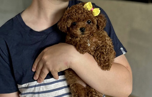 Maltipoo Maltipu (1 foto / 6)