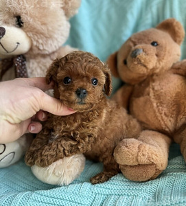 Maltipoo Maltipu (3 foto / 6)
