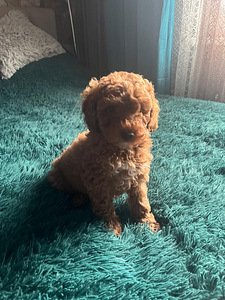 Maltipoo Мальтипу (9 фото из 9)