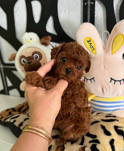 Maltipoo Maltipoo (1 foto / 8)
