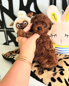 Maltipoo Maltipoo (7 foto / 8)