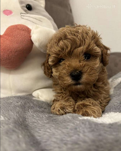 Maltipoo Мальтипу (3 фото из 9)