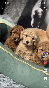 Maltipoo Maltipuu (5 foto / 7)