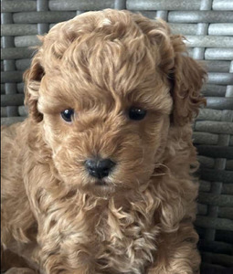Maltipoo Maltipuu (6 foto / 7)