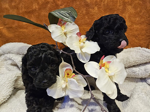 Maltipoo Мальтипу (2 фото из 9)
