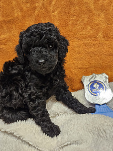 Maltipoo Мальтипу (7 фото из 9)