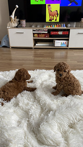 Maltipoo Мальтипу (5 фото из 9)