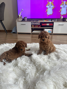 Maltipoo Мальтипу (7 фото из 9)