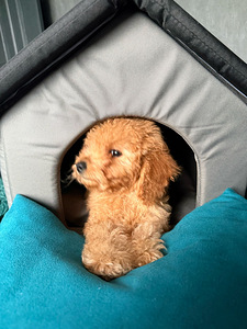 Maltipoo Мальтипу (4 фото из 8)