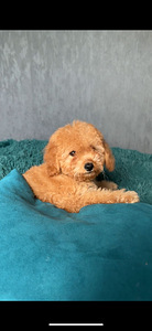 Maltipoo Мальтипу (2 фото из 8)