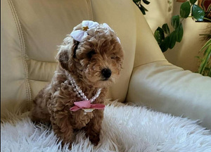 MALTIPOO МАЛЬТИПУ (5 фото из 9)