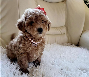 MALTIPOO МАЛЬТИПУ (8 фото из 9)