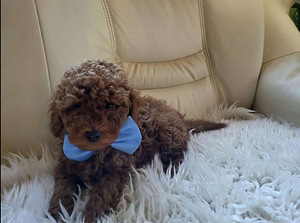 MALTIPOO МАЛЬТИПУ (9 фото из 9)