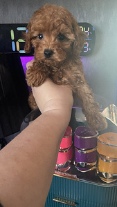 Võluvad ja imelised Maltipoo F2 kutsikad, poisid ja tüdrukud. Kutsikad on terved... (2 foto / 10)