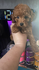 Võluvad ja imelised Maltipoo F2 kutsikad, poisid ja tüdrukud. Kutsikad on terved... (3 foto / 10)