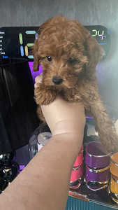 Võluvad ja imelised Maltipoo F2 kutsikad, poisid ja tüdrukud. Kutsikad on terved... (4 foto / 10)