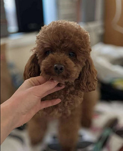 Võluvad ja imelised Maltipoo F2 kutsikad, poisid ja tüdrukud. Kutsikad on terved... (10 foto / 10)