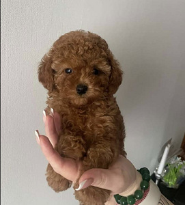 Maltiipuu Maltipoo (3 foto / 4)