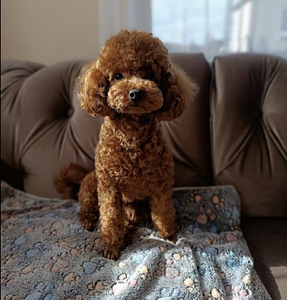 Maltipoo Maltipuu (4 foto / 5)