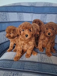 Maltipoo (5 foto / 10)