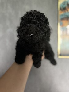 Мальтипу Maltipoo (1 фото из 5)