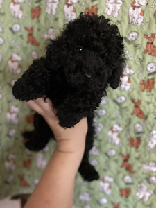 Мальтипу Maltipoo (3 фото из 5)