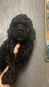 Мальтипу Maltipoo (5 фото из 5)