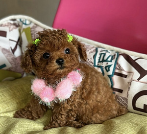 Мальтипу Maltipoo (5 фото из 7)