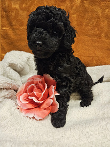 Мальтипу Maltipoo (2 фото из 6)