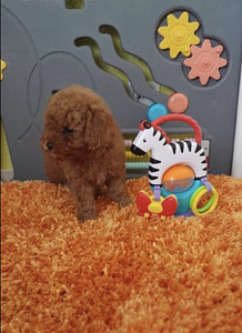 Toy poodel (4 foto / 4)