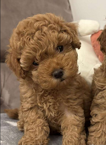 Maltipoo Maltipoo (3 foto / 10)