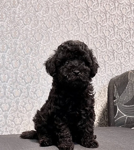 Maltipoo Мальтипу (1 фото из 3)
