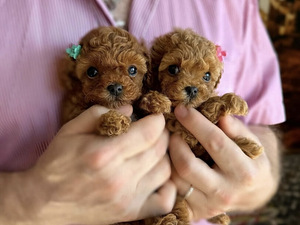 Maltipoo Мальтипу (4 фото из 10)