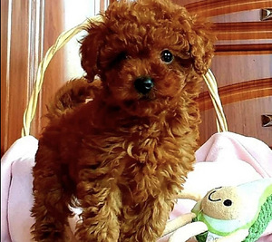 Maltipoo Мальтипу (8 фото из 10)