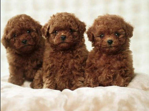 Maltipoo Мальтипу (1 фото из 8)