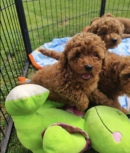 Maltipoo Мальтипу (4 фото из 8)