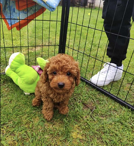 Maltipoo Мальтипу (5 фото из 8)
