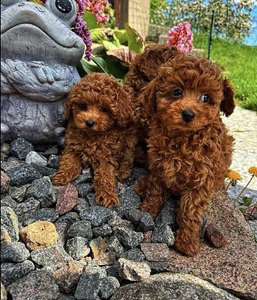 Maltipoo Мальтипу (7 фото из 8)