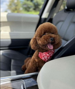 Maltipoo Maltipoo (10 foto / 10)